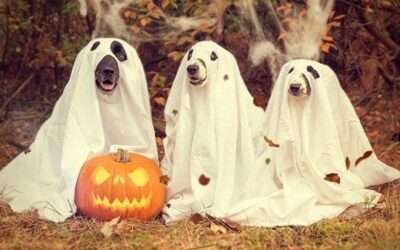 🎃 Déguisement facile Halloween : le tuto fantôme ultra rapide !