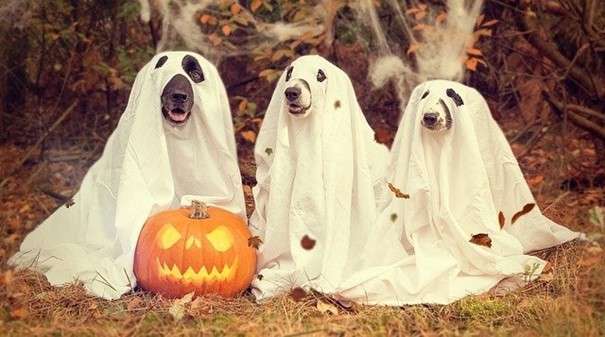 🎃 Déguisement facile Halloween : le tuto fantôme ultra rapide !